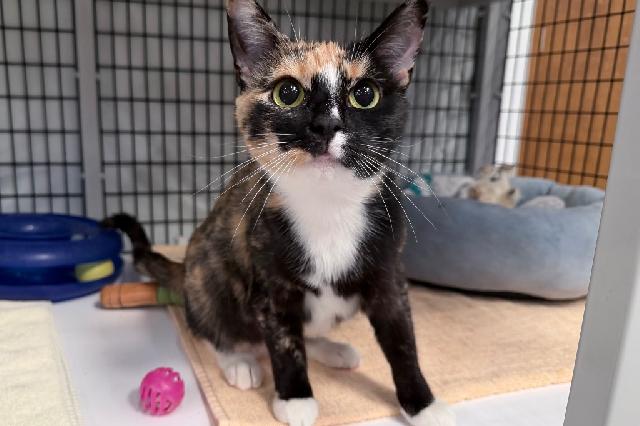 My name at SAFE Haven was Fruit Basket and I was adopted!