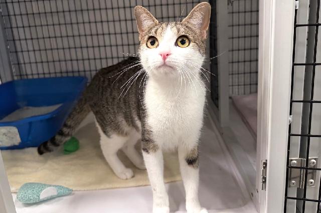 My name is Sumac and I am ready for adoption. Learn more about me!