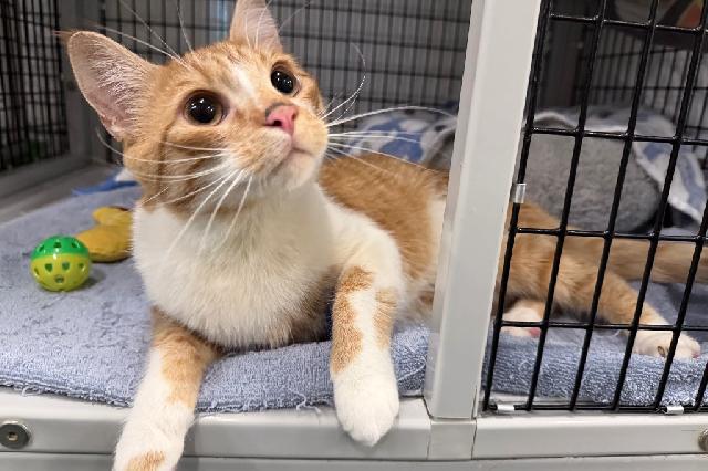 My name is Migi and I am ready for adoption. Learn more about me!