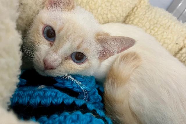 My name is Gojo and I am ready for adoption. Learn more about me!