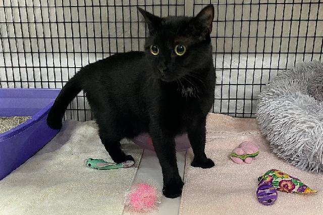 My name at SAFE Haven was Thumbelina and I was adopted!