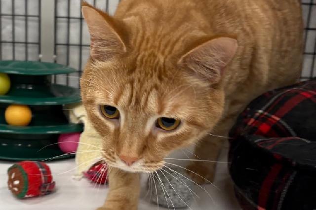 My name at SAFE Haven was Mandu and I was adopted!
