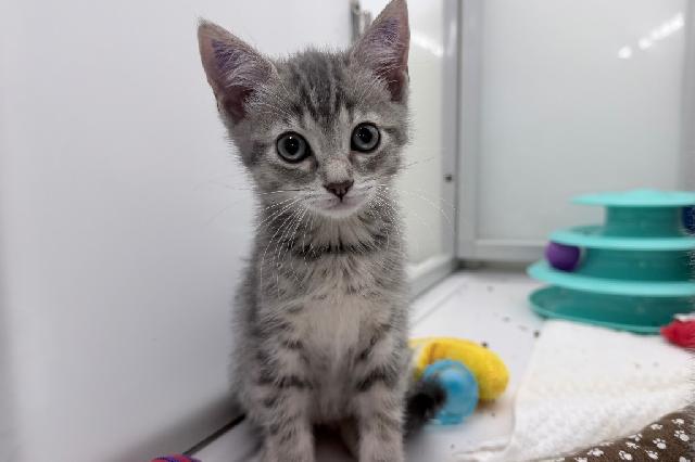 My name at SAFE Haven was Sulawesi and I was adopted!