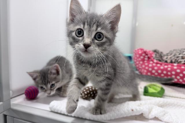 My name at SAFE Haven was Sifaka and I was adopted!