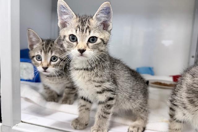 My name at SAFE Haven was Aye-Aye and I was adopted!