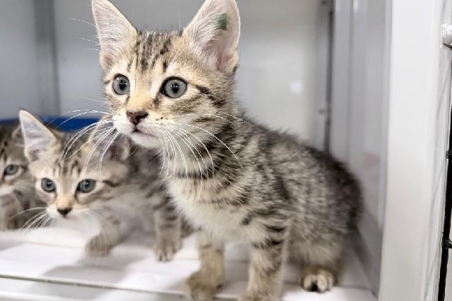 My name at SAFE Haven was Indri and I was adopted!