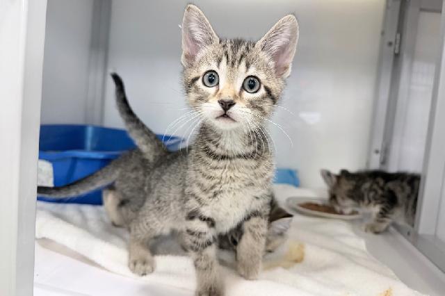 My name at SAFE Haven was Calugo and I was adopted!