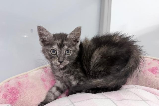 My name at SAFE Haven was Hyena and I was adopted!