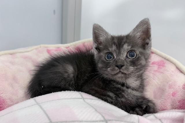 My name at SAFE Haven was Wildebeest and I was adopted!