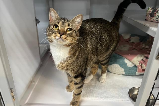 My name is Basil Gimlet and I am ready for adoption. Learn more about me!