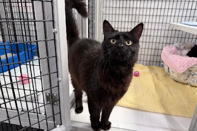 My name at SAFE Haven was Blue Warbler and I was adopted!