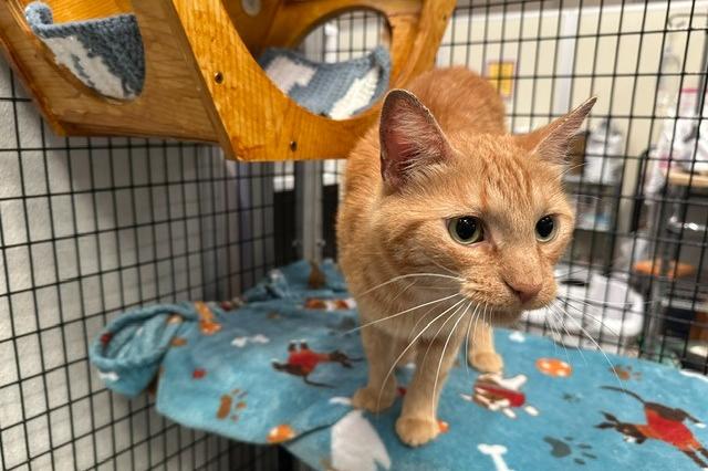 My name is Gourgeist and I am ready for adoption. Learn more about me!