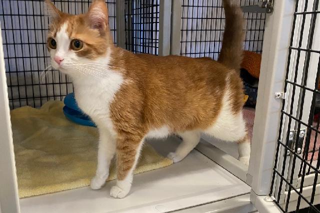 My name at SAFE Haven was Jewelweed and I was adopted!