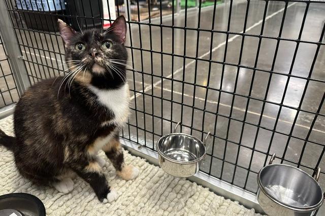 My name is Morelull and I am ready for adoption. Learn more about me!