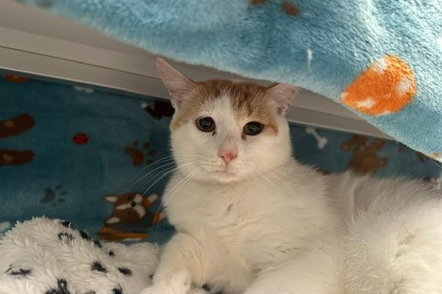 My name is Chili Cheese Dog and I am ready for adoption. Learn more about me!