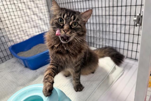 My name is Rhododendron and I am ready for adoption. Learn more about me!