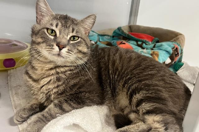 My name is Krispy Kreme and I am ready for adoption. Learn more about me!