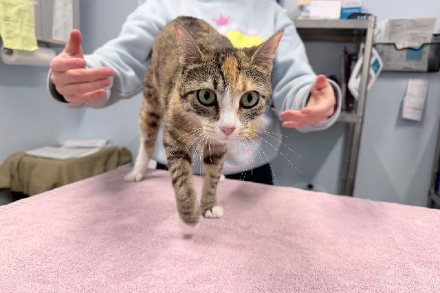 My name is Meowscarada and I am ready for adoption. Learn more about me!
