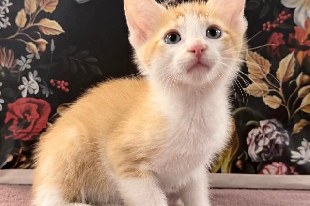 My name is Bellsprout and I am ready for adoption. Learn more about me!