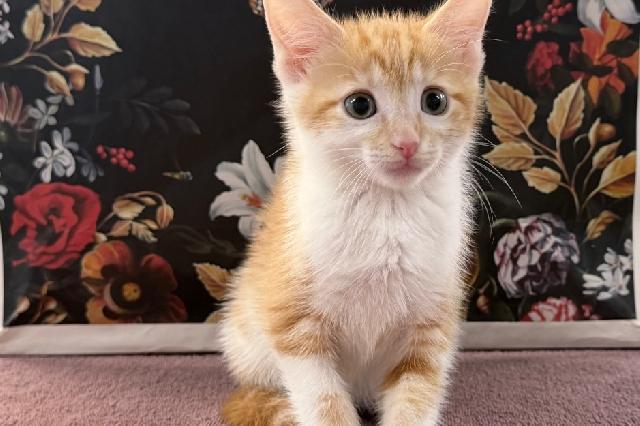 My name is Smoliv and I am ready for adoption. Learn more about me!