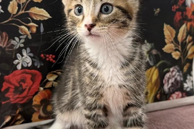 My name at SAFE Haven was Applin and I was adopted!