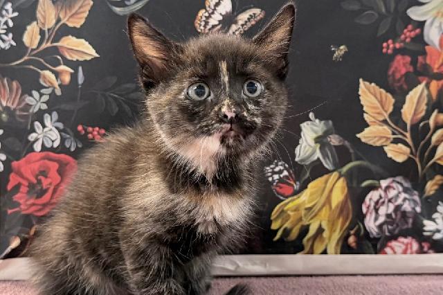 My name is Turtwig and I am ready for adoption. Learn more about me!