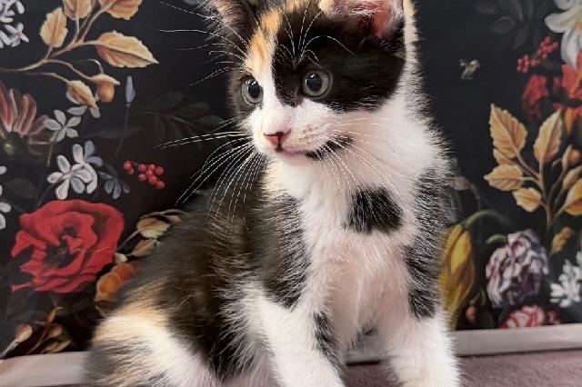 My name is Petilil and I am ready for adoption. Learn more about me!