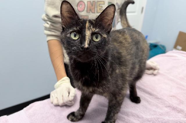 My name is Mama Porridge and I am ready for adoption. Learn more about me!