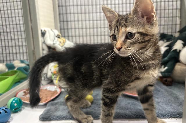 My name at SAFE Haven was Oatmeal and I was adopted!