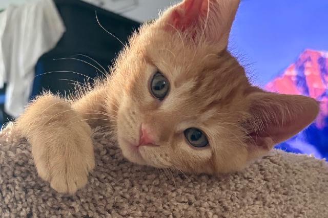 My name is Congee and I am ready for adoption. Learn more about me!