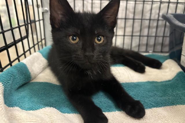 My name at SAFE Haven was Kasha and I was adopted!