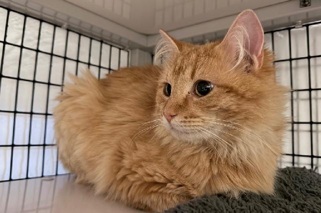 My name is Rusteze and I am ready for adoption. Learn more about me!