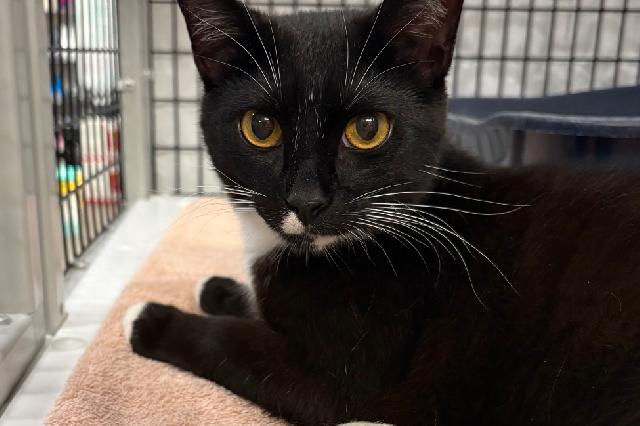 My name is Sherwood and I am ready for adoption. Learn more about me!