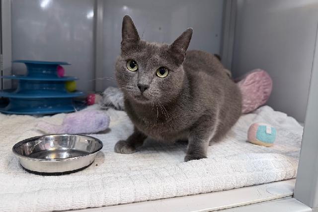My name at SAFE Haven was Cantina Chicken Burrito and I was adopted!