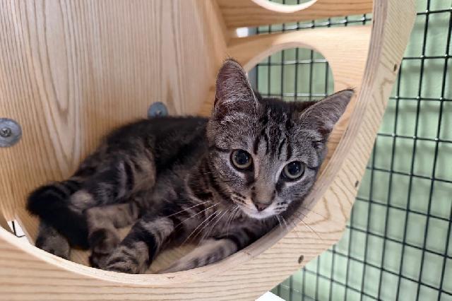 My name at SAFE Haven was Minccino and I was adopted!