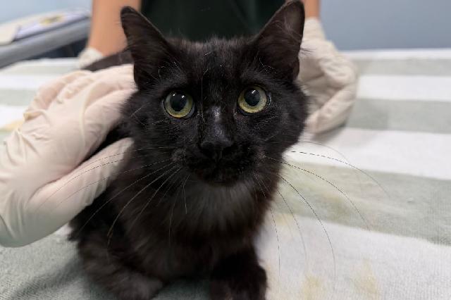 My name at SAFE Haven was Cicali and I was adopted!