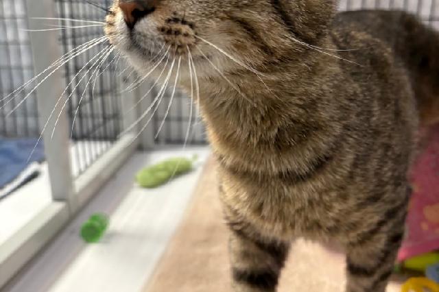 My name is Morrina and I am ready for adoption. Learn more about me!
