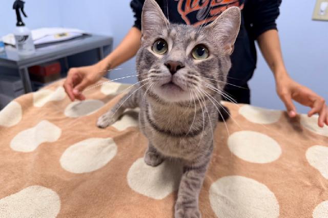 My name at SAFE Haven was Aengus and I was adopted!