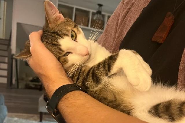 My name is Crew Socks and I am ready for adoption. Learn more about me!