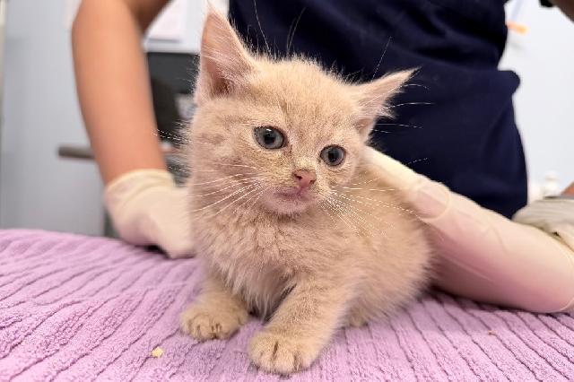 My name is Sweet Potato Fry and I am ready for adoption. Learn more about me!