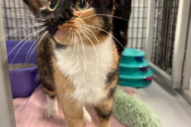 My name at SAFE Haven was Beatrize and I was adopted!