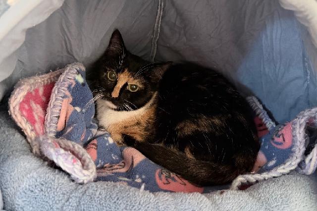My name is Ryobi and I am ready for adoption. Learn more about me!