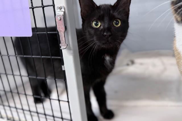 My name at SAFE Haven was Bernadine and I was adopted!