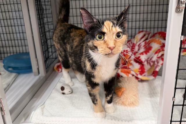 My name is Purrdy and I am ready for adoption. Learn more about me!