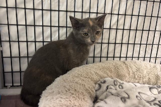 My name is Crinkle Ball and I am ready for adoption. Learn more about me!