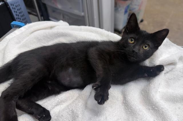 My name is Captain Hook and I am ready for adoption. Learn more about me!