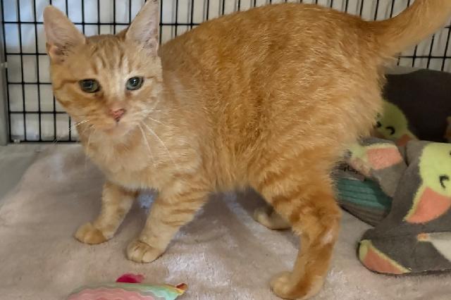 My name is Litleo and I am ready for adoption. Learn more about me!