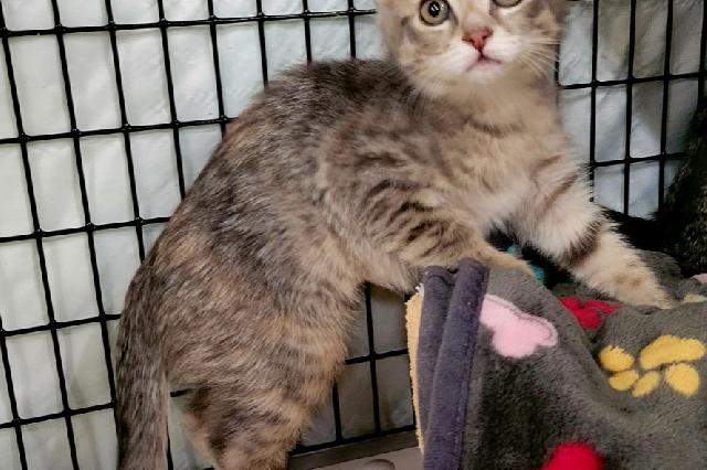 My name is Earthquake and I am ready for adoption. Learn more about me!