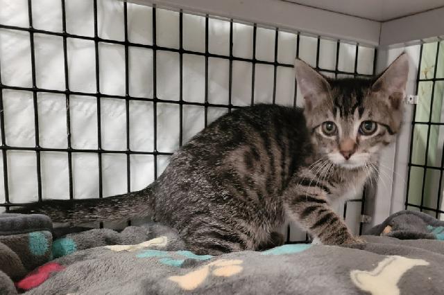 My name is Tornado Siren and I am ready for adoption. Learn more about me!