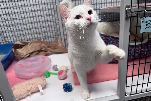 My name is Edmond Dantes and I am ready for adoption. Learn more about me!